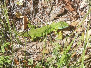 Aiguamolls de l'Empordà