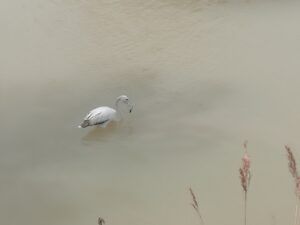 Aiguamolls de l'Empordà