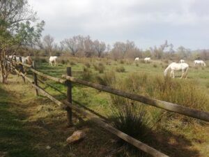 Aiguamolls de l'Empordà