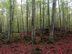 La Garrotxa