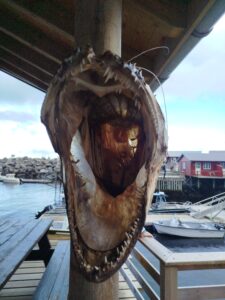 Lofoten